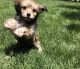 Morkie Puppies for sale in Eastvale, CA, USA. price: NA