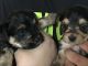 Morkie Puppies for sale in Struthers, OH, USA. price: NA