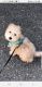 Morkie Puppies for sale in Newark, NJ, USA. price: NA