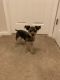 Morkie Puppies for sale in Charlotte, NC, USA. price: NA