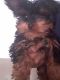 Morkie Puppies for sale in Glendora Ave, Gloucester Township, NJ 08029, USA. price: NA