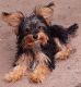 Morkie Puppies for sale in Van Buren, AR 72956, USA. price: $750
