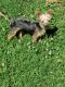 Morkie Puppies for sale in Oxford, NC 27565, USA. price: $750