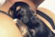Morkie Puppies for sale in Arlington, TX, USA. price: NA