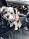 Morkie Puppies for sale in Lowell, MA, USA. price: $1,500