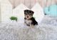 Morkie Puppies for sale in Orange County, CA, USA. price: NA