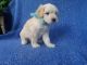 Morkie Puppies for sale in Whittier, CA, USA. price: NA