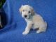 Morkie Puppies for sale in Whittier, CA, USA. price: NA
