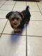 Morkie Puppies for sale in Lewisville, TX, USA. price: $500