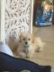 Morkie Puppies for sale in Peoria, AZ, USA. price: $500