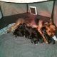 Morkie Puppies for sale in Iron River, MI 49935, USA. price: NA