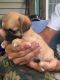 Morkie Puppies for sale in Manchester, TN 37355, USA. price: NA