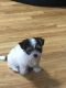 Morkie Puppies for sale in Jacksonville, FL, USA. price: $995