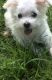 Morkie Puppies for sale in Spring Lake Park, MN 55432, USA. price: NA