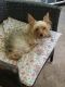Morkie Puppies for sale in Stroudsburg, PA 18360, USA. price: NA