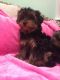 Morkie Puppies for sale in Cookeville, TN, USA. price: NA