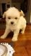 Morkie Puppies for sale in Largo, FL 33771, USA. price: $900