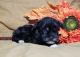 Morkie Puppies for sale in Ellington, MO 63638, USA. price: NA