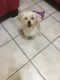 Morkie Puppies for sale in Los Angeles, CA, USA. price: $899