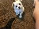 Morkie Puppies for sale in Fredericksburg, IA 50630, USA. price: $700