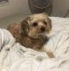 Morkie Puppies for sale in Onamia, MN 56359, USA. price: $550