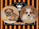 Morkie Puppies for sale in Frankton, IN 46044, USA. price: NA