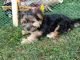 Morkie Puppies for sale in Kinzers, PA 17535, USA. price: NA