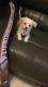 Morkie Puppies for sale in Hollywood, FL, USA. price: NA