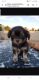 Morkie Puppies for sale in Laveen Village, Phoenix, AZ, USA. price: $300