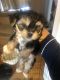 Morkie Puppies for sale in Clifton Park, NY, USA. price: NA