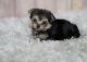 Morkie Puppies for sale in Orange County, CA, USA. price: NA