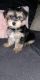 Morkie Puppies for sale in Youngstown, OH, USA. price: NA