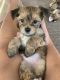 Morkie Puppies for sale in Lima, OH, USA. price: NA