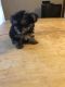 Morkie Puppies for sale in Chicago, IL, USA. price: $2,500