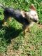 Morkie Puppies for sale in Oxford, NC 27565, USA. price: $500