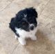 Morkie Puppies for sale in Worcester, MA, USA. price: $450