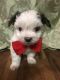 Morkie Puppies for sale in Clinton, NC 28328, USA. price: $600