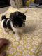 Morkie Puppies for sale in Somerset, MA 02725, USA. price: $700
