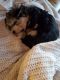 Morkie Puppies for sale in Stillwater, MN 55082, USA. price: $600