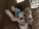 Morkie Puppies for sale in Portsmouth, VA, USA. price: NA