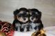 Morkie Puppies for sale in Overland Park, KS, USA. price: $550