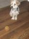 Morkie Puppies for sale in Baltimore, MD, USA. price: NA