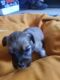Morkie Puppies for sale in Renfro Valley, Mt Vernon, KY 40456, USA. price: $450