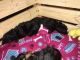 Morkie Puppies for sale in Smithfield, NC 27577, USA. price: $850