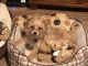 Morkie Puppies for sale in Hurst, TX, USA. price: NA
