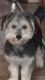 Morkie Puppies for sale in Volusia County, FL, USA. price: $850