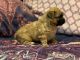 Morkie Puppies for sale in Hollywood, FL, USA. price: NA