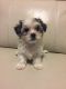 Morkie Puppies for sale in Jacksonville, FL, USA. price: $800