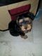 Morkie Puppies for sale in Ivor, VA 23866, USA. price: $650