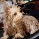 Morkie Puppies for sale in Titusville, PA 16354, USA. price: $500